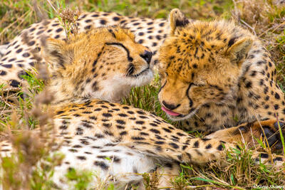 Africa-Cheetah Cubs