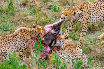 Africa-Cheetahs Feeding