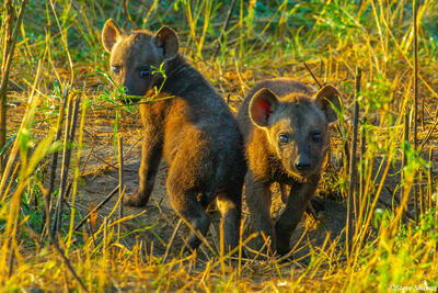 Africa-Hyena Pups