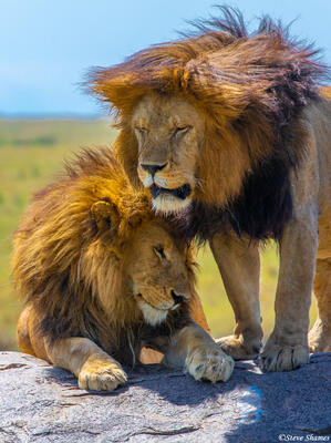 Africa-Lion Brothers