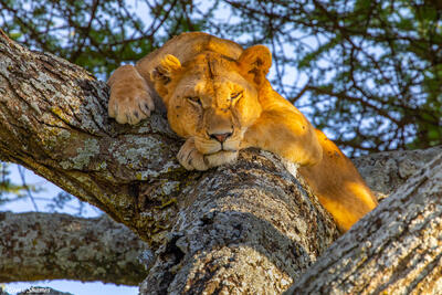 Africa-Lioness in a Tree