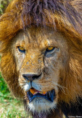 Africa-Male Lion Face