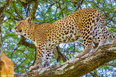 Africa-Serengeti Leopard