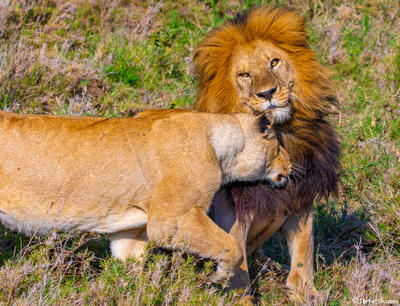 Africa-Affectionate Lioness