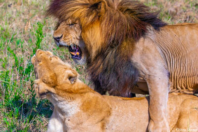 Africa-Angry Lion