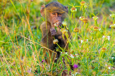 Africa-Baboon Baby in Flowers