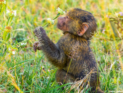 Africa-Baboon Baby Smelling Flower