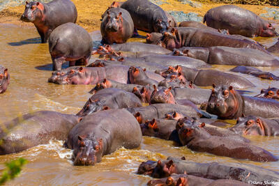 Africa-Bloat of Hippos