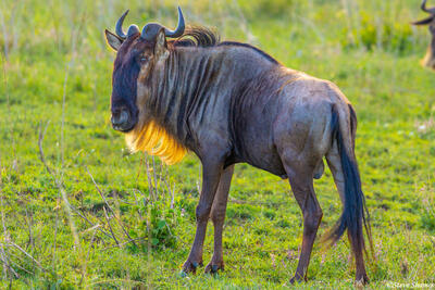 Africa-Blonde Bearded Gnu