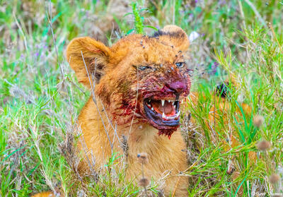 Africa-Bloody Face Lion Cub