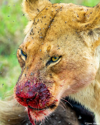Africa-Bloody Lioness Portrait