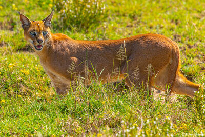 Africa-Caracal