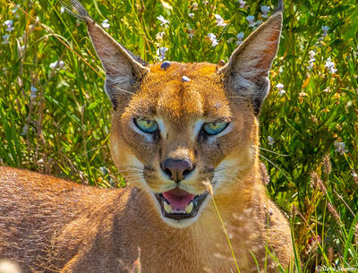 Africa-Caracal Cat Portrait