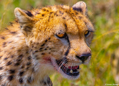 Africa-Cheetah Catching His Breath