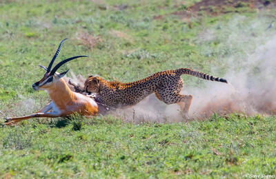 Africa-Cheetah Chase 08