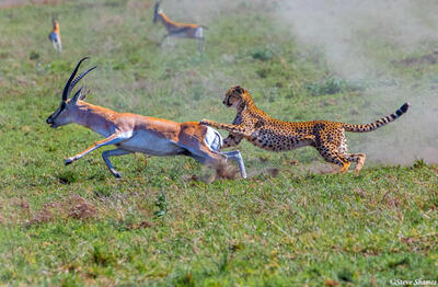 Africa-Cheetah Chase 09