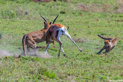 Africa-Cheetah Chase 10