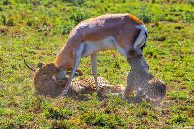 Africa-Cheetah Chase 14