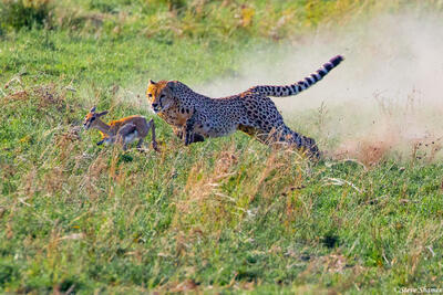 Africa-Cheetah Chasing Gazelle