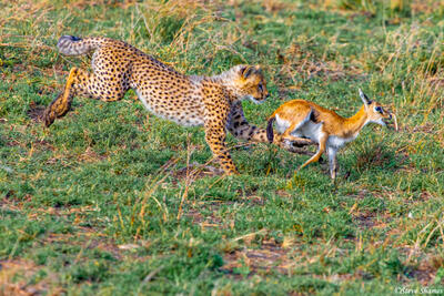 Africa-Cheetah Cub Chasing Gazelle