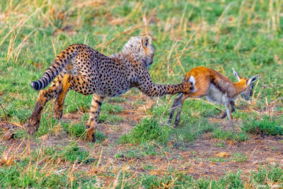 Africa-Cheetah Cub Practicing