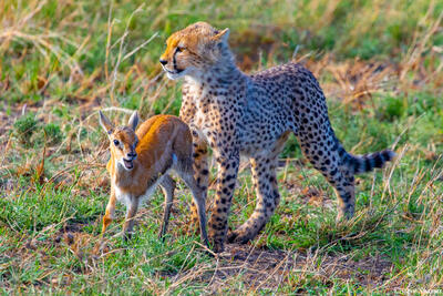 Africa-Cheetah Cub With Gazelle