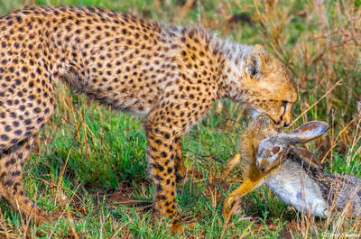 Africa-Cheetah Cub With Rabbit