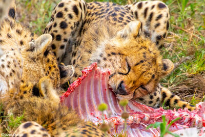 Africa-Cheetah Eating