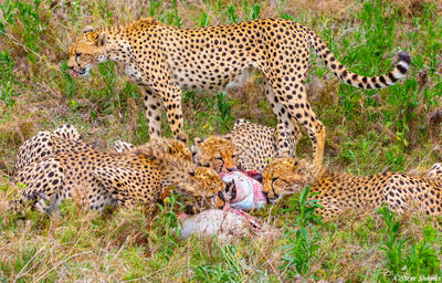 Africa-Cheetah Family Eating