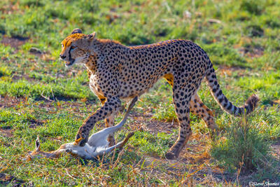 Africa-Cheetah Mother With Gazelle