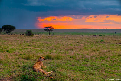 Africa-Cheetah Sunset