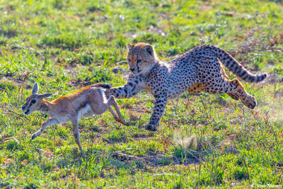 Africa-Cheetah Swatting Gazelle