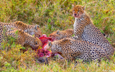 Africa-Cheetahs Having Lunch