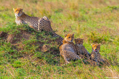 Africa-Cheetahs on Termite Mound
