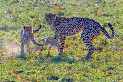 Africa-Cheetahs Playing With Gazelle