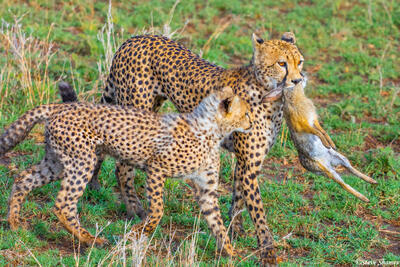 Africa-Cheetahs Playing With Rabbit