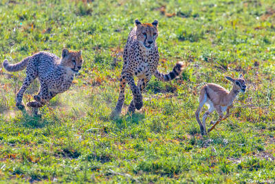 Africa-Cheetahs Running After Gazelle