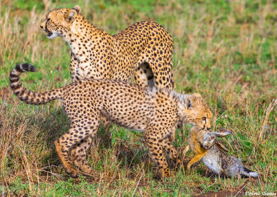 Africa-Cheetahs With Rabbit