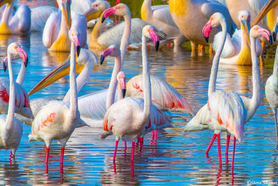 Africa-Colorful Flamingos