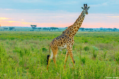 Africa-Curious Giraffe