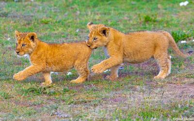 Africa-Dancing Lion Cubs