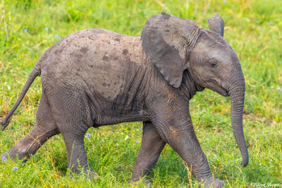 Africa-Elephant Calf