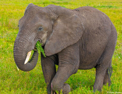 Africa-Elephant Munching Grass