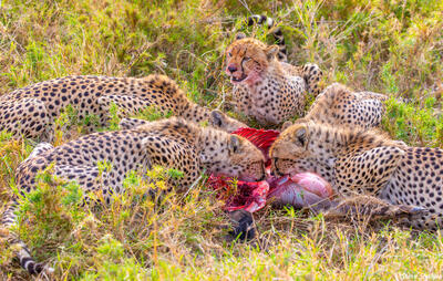 Africa-Five Cheetahs Eating
