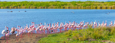Africa-Flamingo Panorama