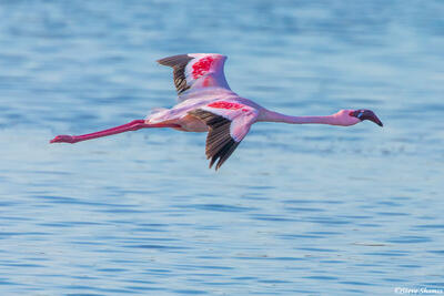 Africa-Flying Flamingo