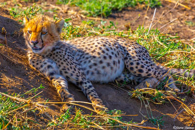 Africa-Full Bellied Cheetah Cub