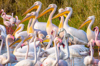 Africa-Great White Pelicans