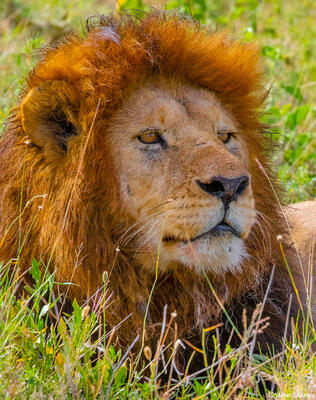 Africa-Handsome Lion King