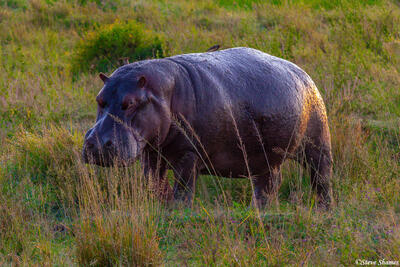 Africa-Hippo in Early Morning